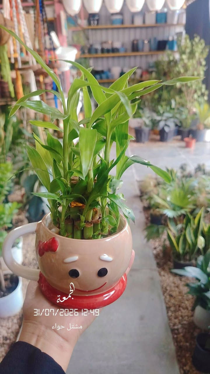 التمييـز و الجمال ونزاكة🌿🌺🌿
من( مشتل حواء) ☺️
وصول وجبه جديدة😊
الحجز واستفسار ☎️***********
 تابعو صفحتنا حتى يظهر لكم منشوراتنا 
 _العنوان__حله -حي الصحة - شارع-كورنيش-
