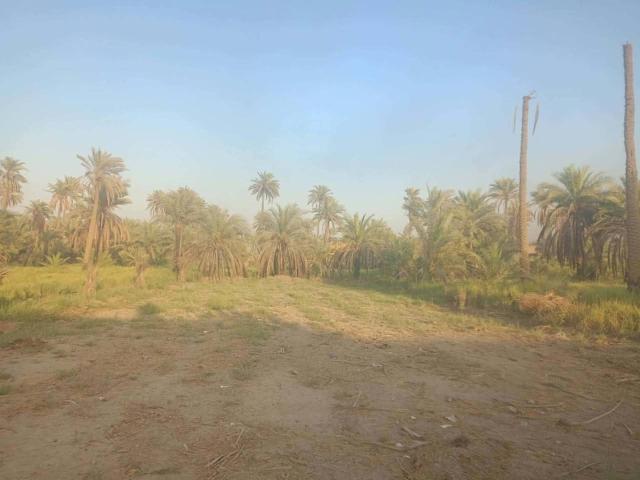 قطعة زراعية • سند ٢٥ • ١٠٥٠م
