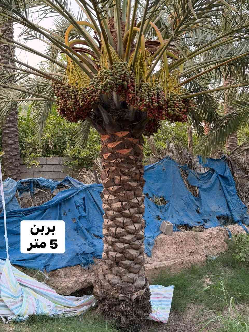 للبيع
اتصال ***********
فقط اتصال متوفر
