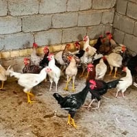 ٣٠ ديج • أبو غريب • الحمدانية