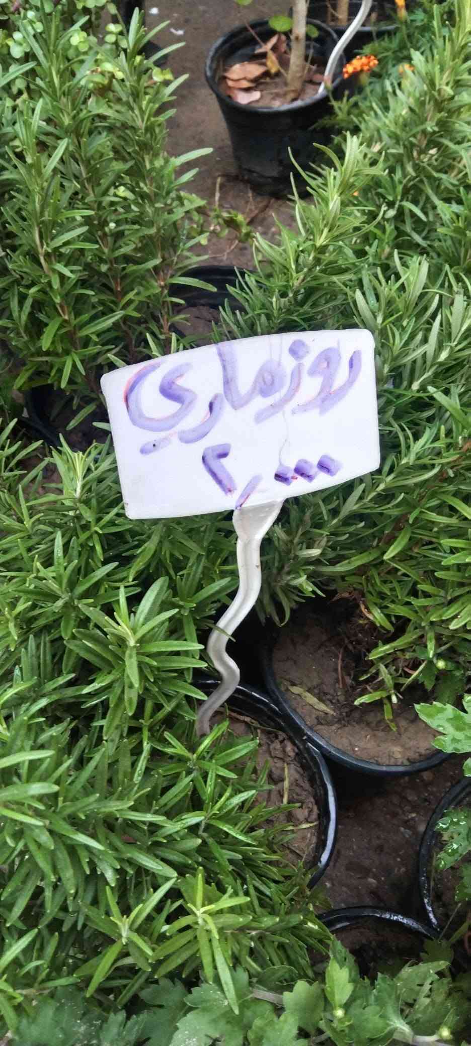 نباتات خارجية • حي العدل • الأسواق المركزية