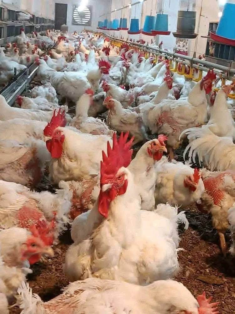 دجاج طازج • تنظيف مجاني • اسديرة عليا