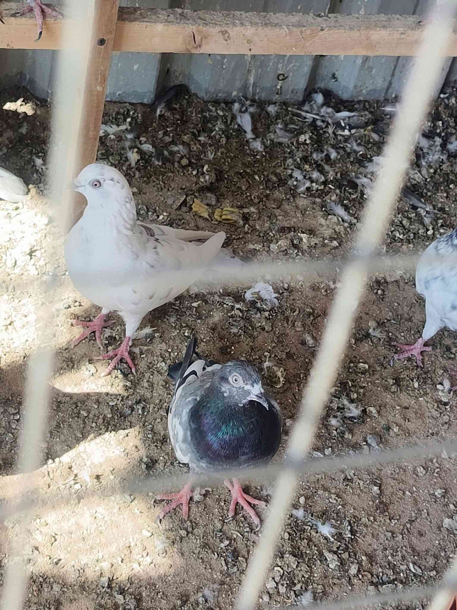 حمام تور • زوج ومفرد • الحيانيه الطاك