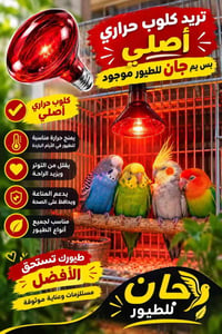 كلوب حراري • تدفئة طيور • طوز طرف