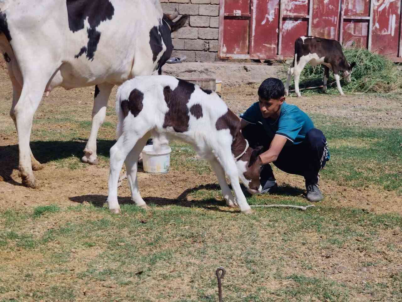اللهم صلي على محمد وآل محمد 🌺 بقرات العدد3 كلها درجه اوله ولاد جدد وحليب فول مكفلات على كل عيب للاستفسار الاتصال على الرقم *********** ملاحضه يرهم مراوس بحلال  العنوان الشرقاط قرية سديره سفلى

