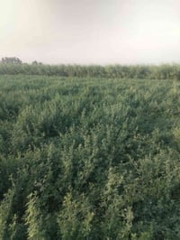 جت • حشيش • ضمان