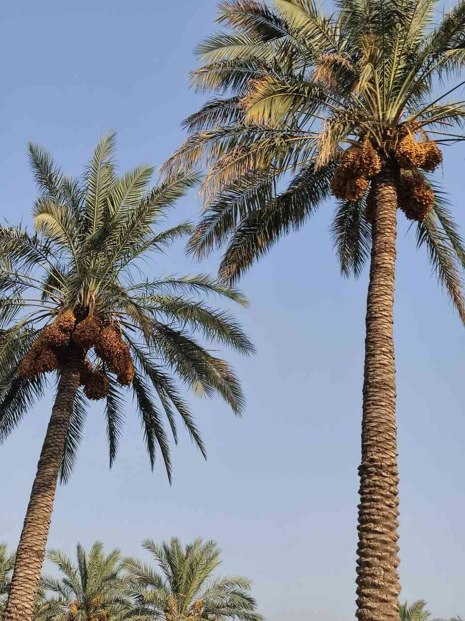 السلام عليكم نخل لضمان سعر النخله ٣٥ قفل الضمان يتصل ***********

