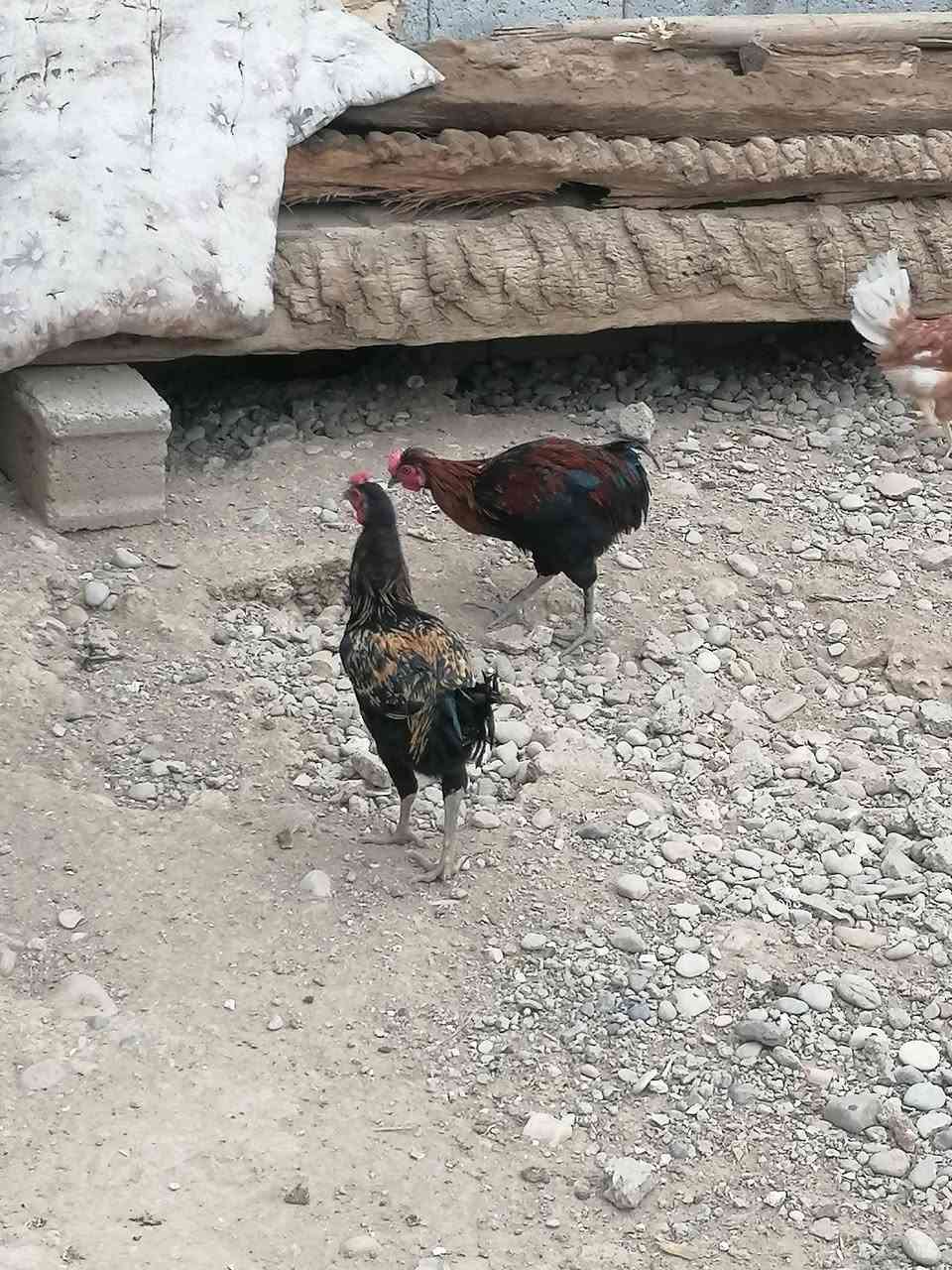 ديوكه • دواجن