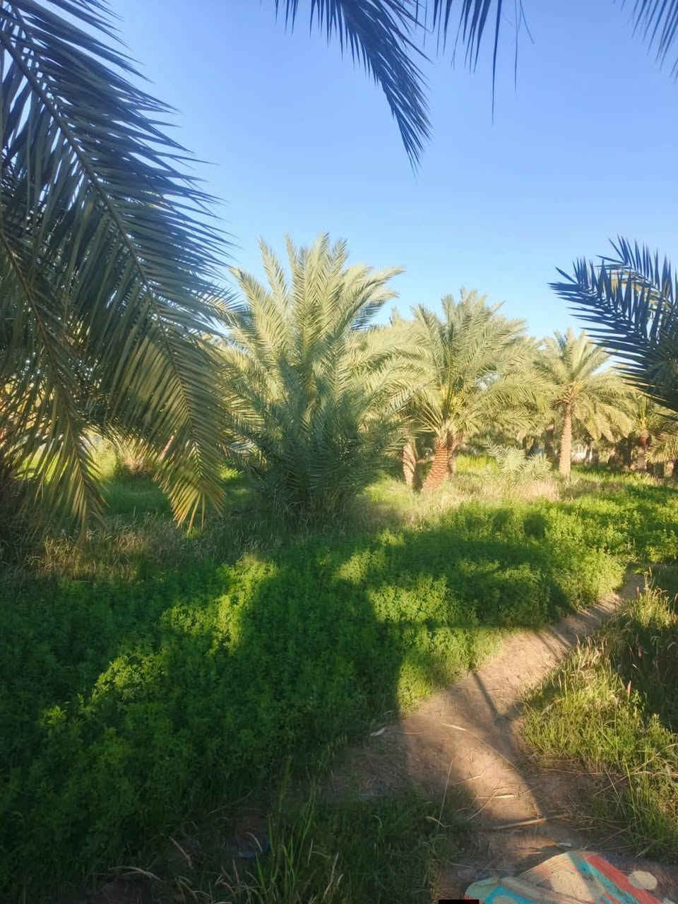 عبر الجسر السديناويه • ٣٨٠٠م٢ • نخل ٦٠