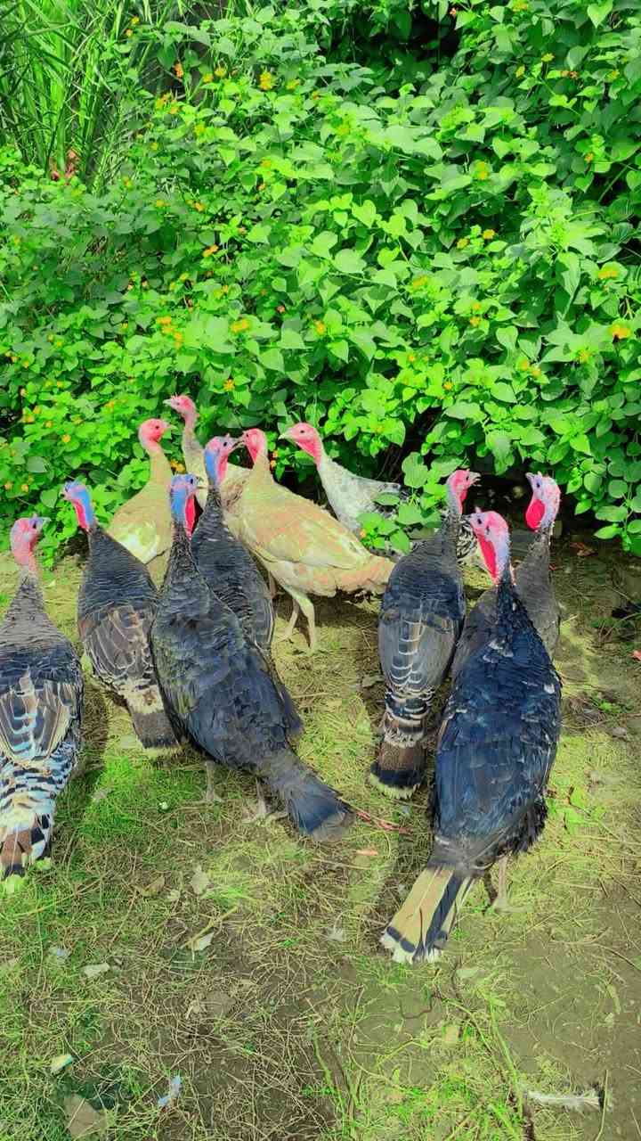 فسيفسات عرب • ١١ أنثى • بغداد التاجي