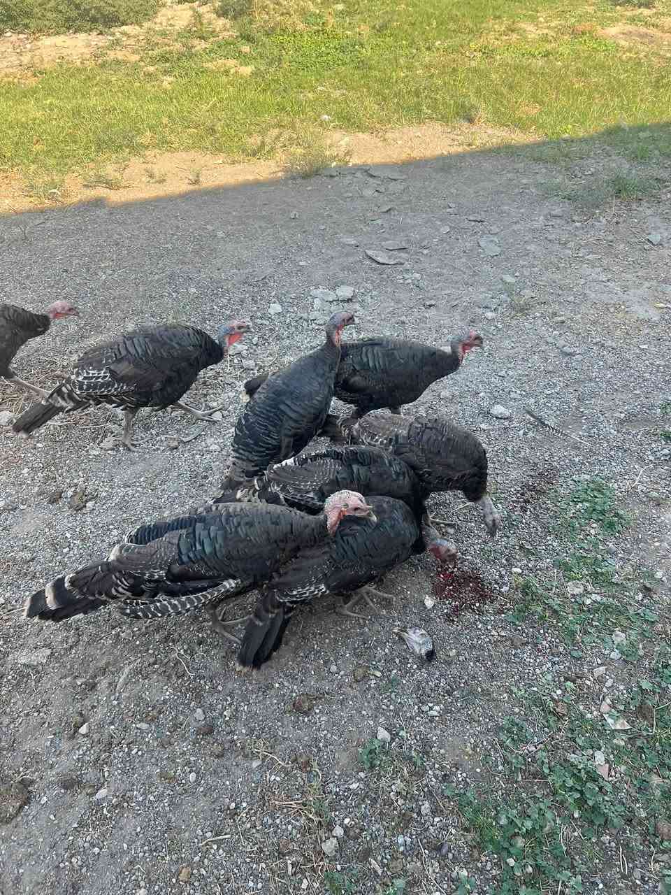 بصره • للبيع