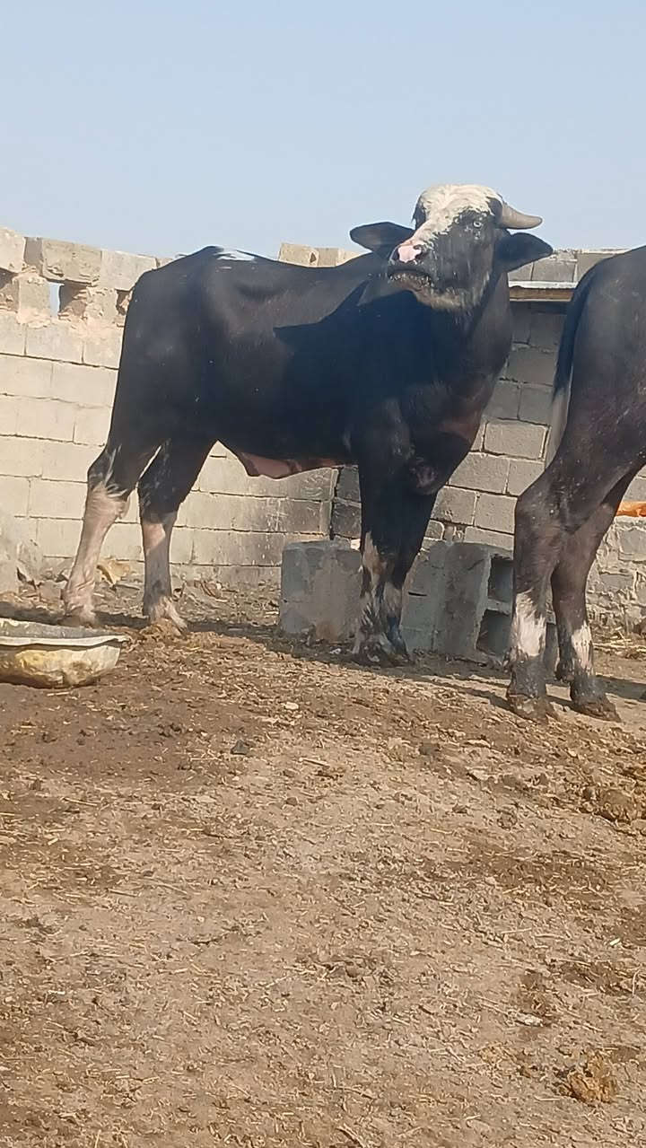 فحلين • فراتي • ميسان