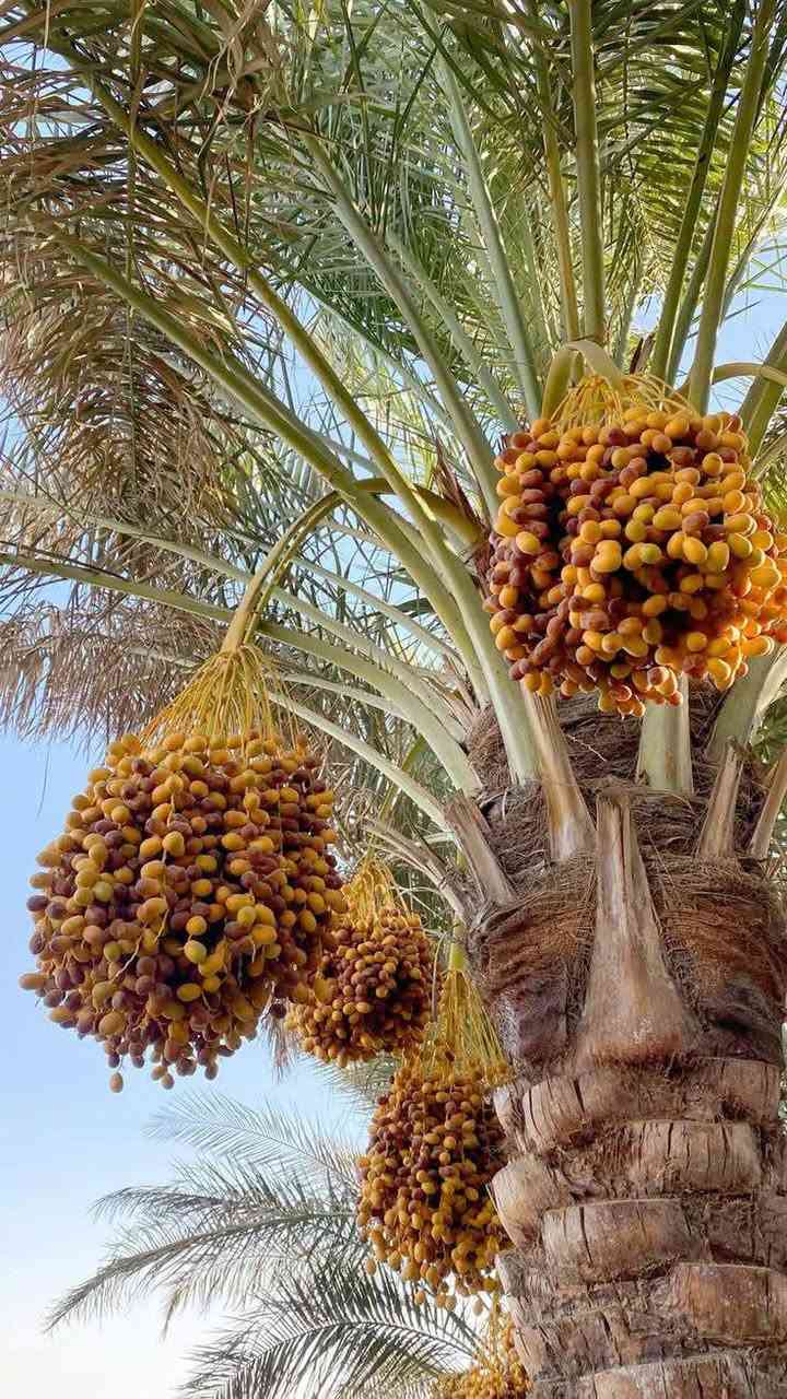 الاستثمار الصح5دونم سند مستقل سعرهن 30مليون  
ولصها ماء كهرباء فوكاهة تبليط بصفها 📍
تكدر تزرعها نخل والحمضيات وتسيجها التاجي منطقة الشيخ عامر لضيع الفرصة شتري راحت بالك 
متكفك شي بصيط تجي بيها كل خميس الى يوم الاحد 
ترفيه هوة نقي روائي بصفك موقع كلش حلو 
تكدر سوي بيها حقل دجاج🐓 او اي مشروع ستثمار 🎋🌴
.   تباع مفرد من دونم واحد  فما فوق
جنس الارض طابو زراعي سند 25حق تصرف 
الوجهة 50والنزال 50
النصيحة دين والله ياخوان هاي هية الفرصة الذهبية 
يعني شنو التريدة اكثر من هذا الشي خدمات كلشي 

اخواني سند مرتسم تثبيت حدود كلشي جاهز 📍

وشرط ثقه ماتدفع ولا فلس الة ينفحت البيان بل طابو 
من صاحب الارض 📍📌

التاجي 
الاستفسار ***********
