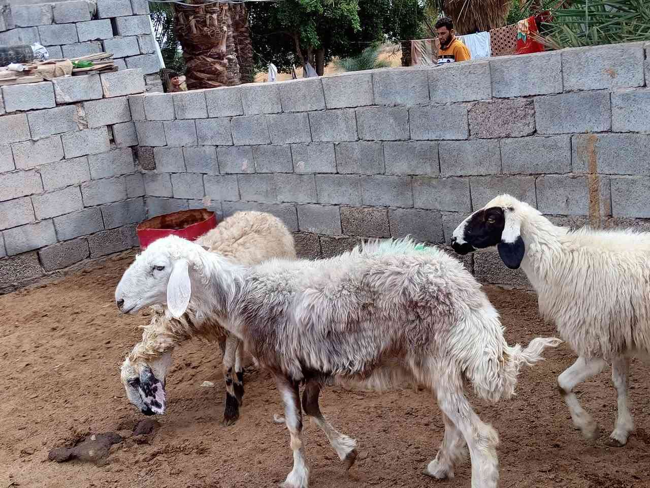 بسم الله ما شاء الله متاح حلال للبيع العدد 3حلال درجه اولى وراجين على اربع سنون وين جنايه للدوره اصايل حلال خير من الله مكانه بغداد المشاهده غرب التاجي السعر خاص توصيل ما عندي. *********** //

