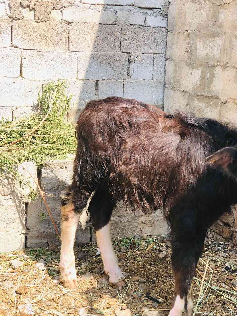 للبيع • قابل تفاوض • العمارة
