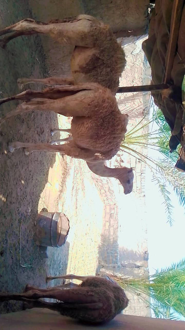 بعران للبيع يرهمن كصابة ويرهمن ربط  المكان تكريت البوعجيل  الاستفسار على الرقم التالي ***********
