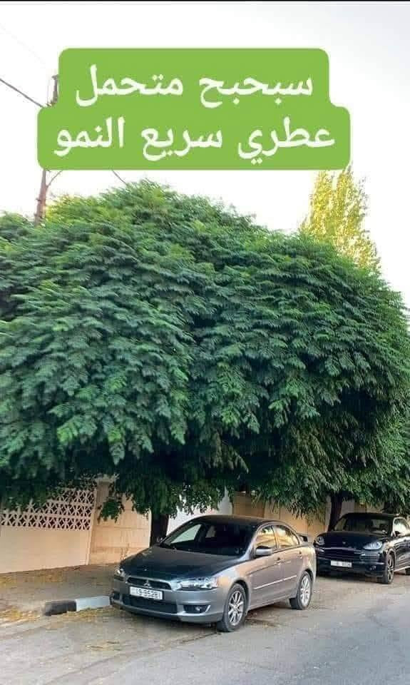 بذور سبحبح زنزلخت • دائمة الخضرة • سريعة النمو