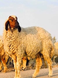 غنم • ١١راس • مضاريع ١٠