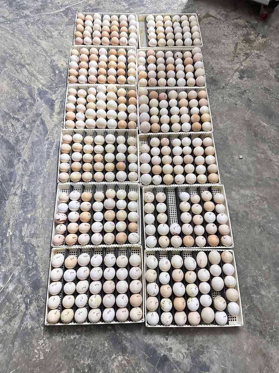 ((على بركة الله تعالى))

نستقبل البيض من المربين لغرض التفقيس🎉

 عندك🐓 دجاج يبيض وماعندك فقاسة توكل بلله وجيب البيض

عجبك بيض🪺 تشتري وحاير بلتفقيس والفقاسة جيب البيض وتاخذ افراخ 🐥

يكون العمل بفقاسات الجيموكا الغنية عن التعريف مع توفر الكهرباء المستمرة والاجواء المناسبة للفقس 

عنوان- العلم شارع الصخيل الرئيسي  ***********

      🎉 ومن الله التوفيق🎉

