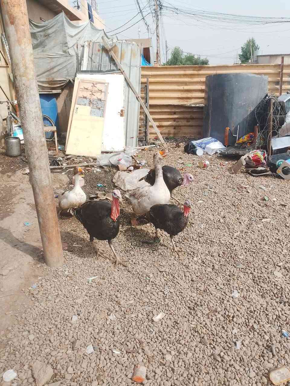 فحوله • سنه • وزن ٦
