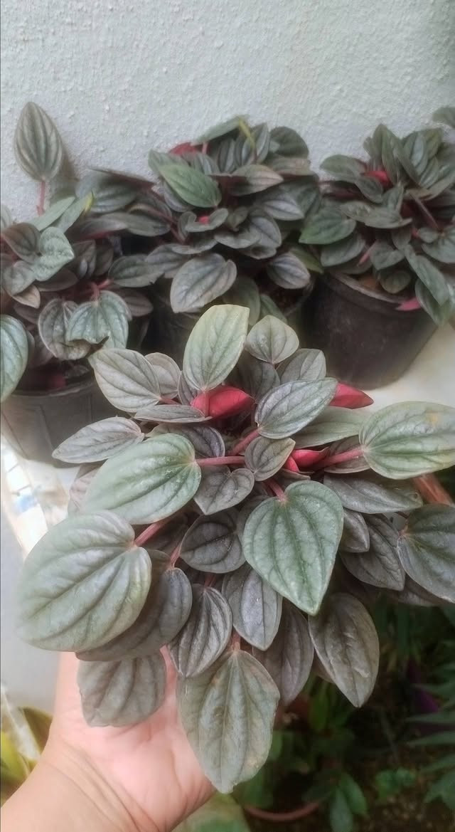 نباتات • خانقين • توصيل