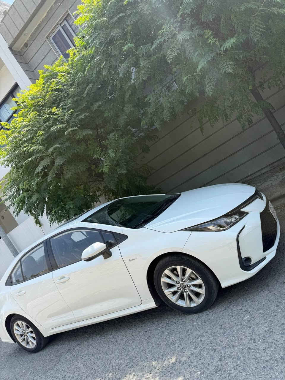 فولی هایبریدە هەندیک پیدی ئاری هەیە ١٨ هەزار رۆیشتیە بی سبوخە بی تەزرەشە *********** سوران, أربيل
