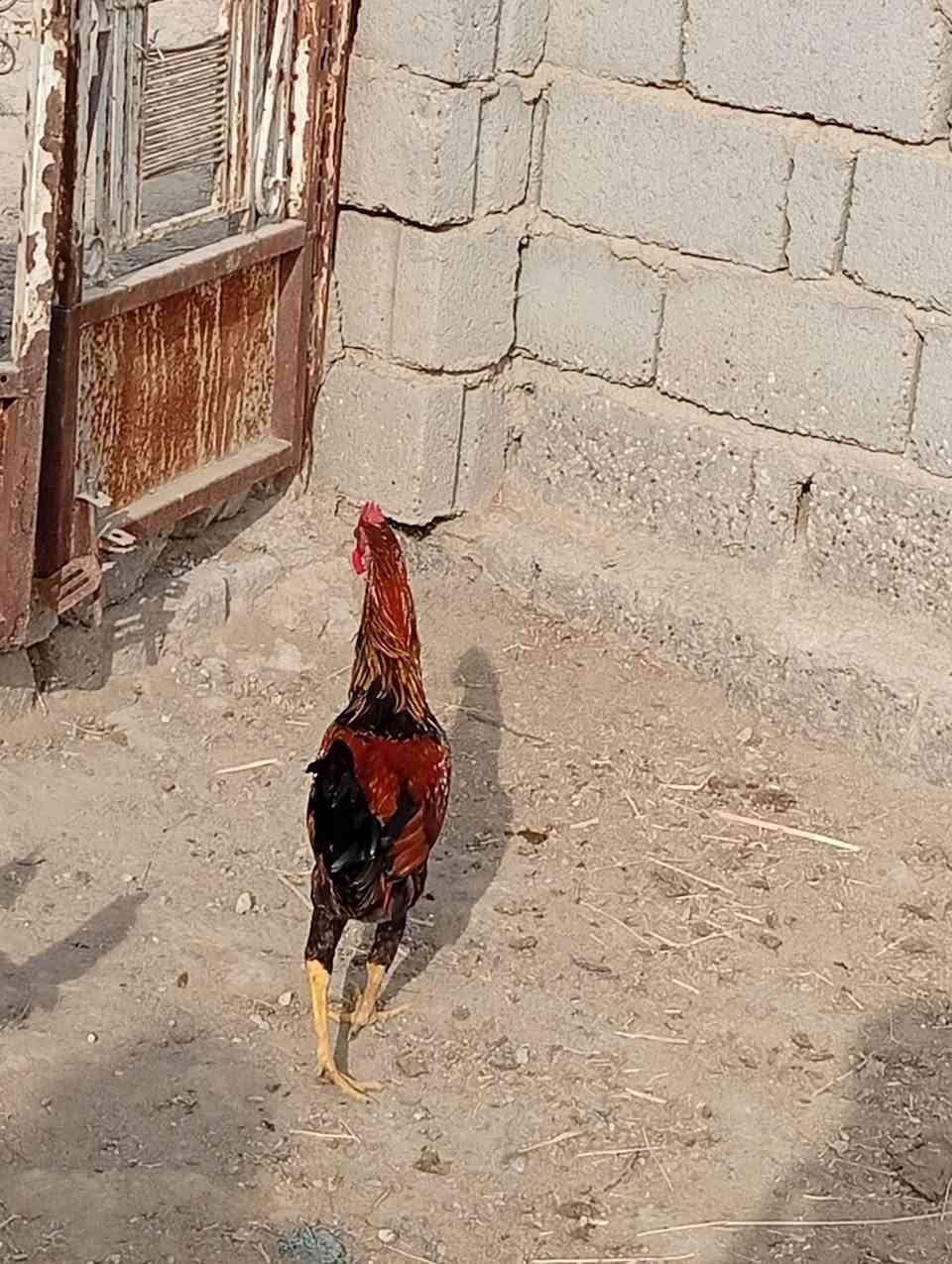 ديوجة • ٥ قطع • داخل الشوملي