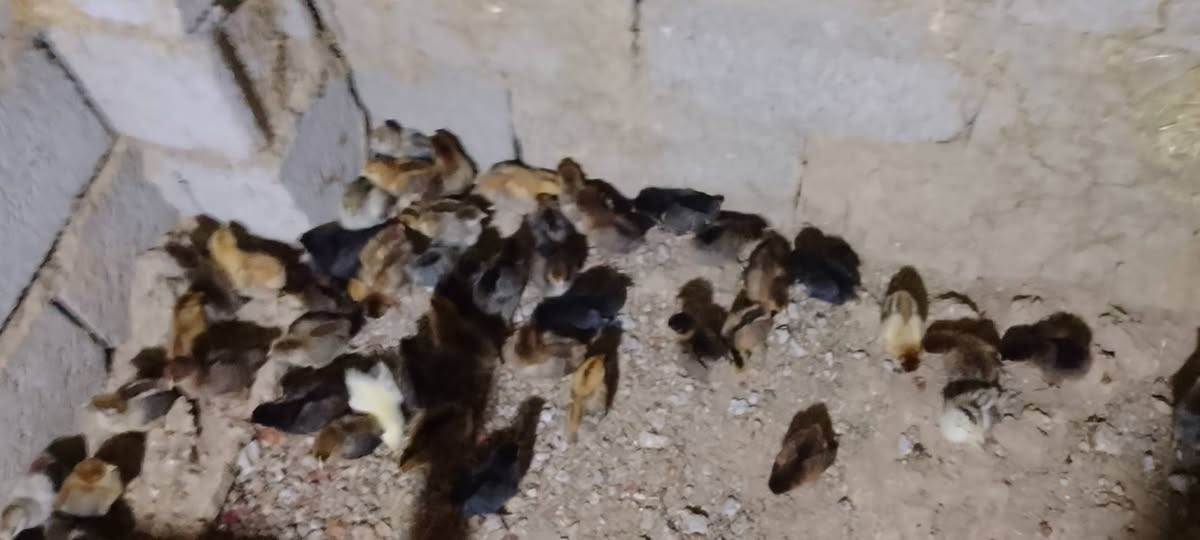 فراخ عرب • ٢٠ يوم • للبيع