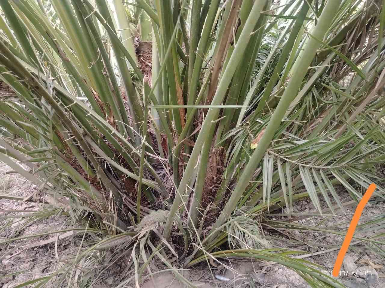 فسيل البريم وأنواع أخرى العنوان الوجيهيه ***********
