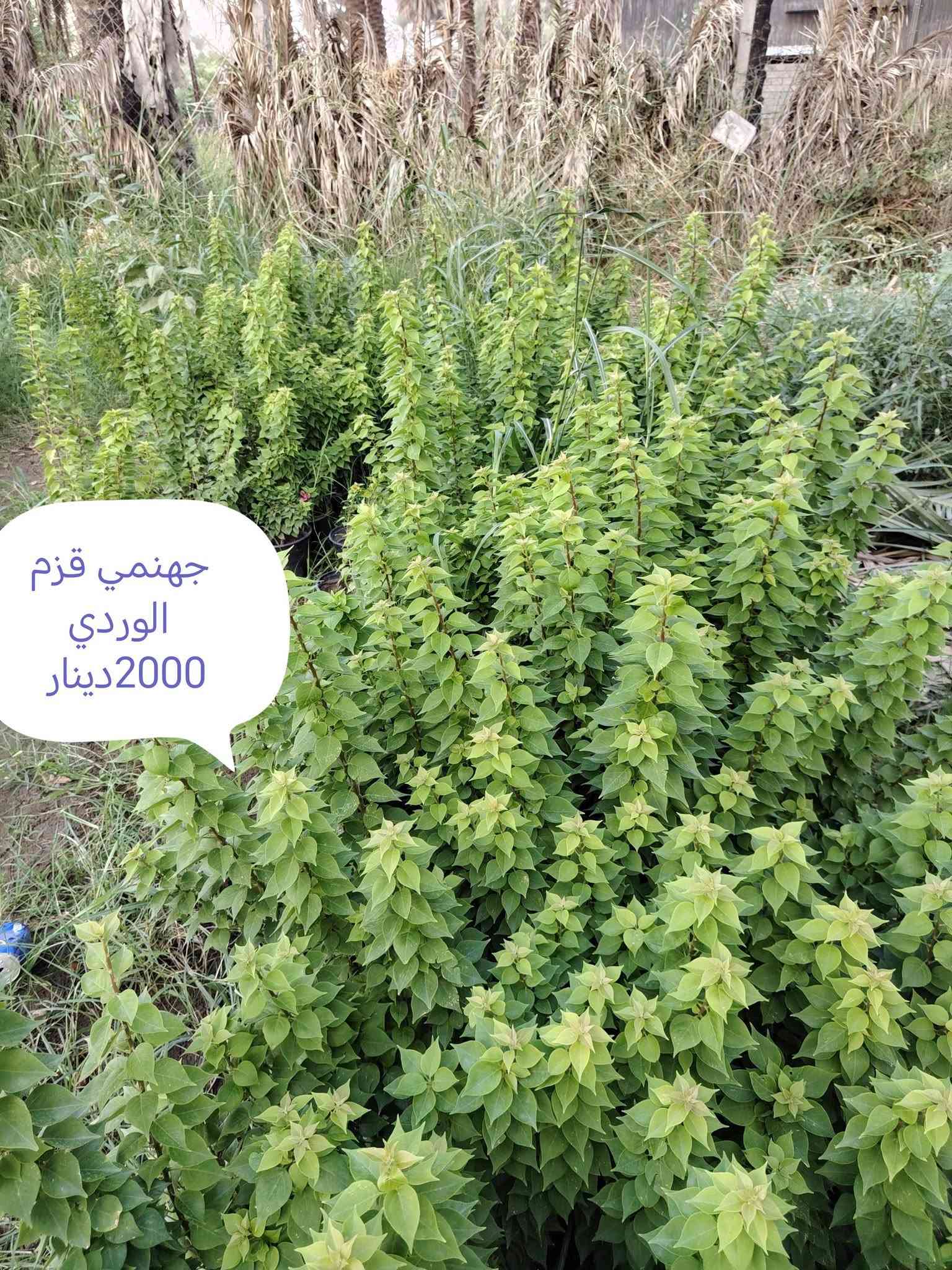 بخور • توصيل • زيتون اسباني