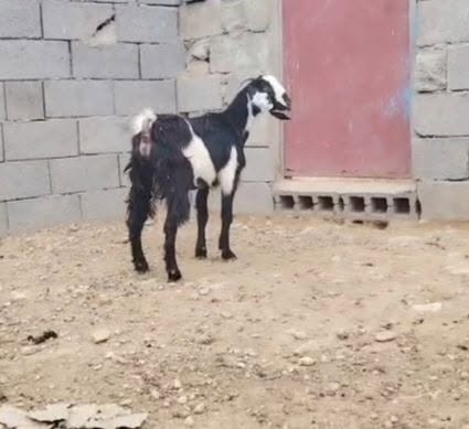 جذعة • سمينه • الانبار حديثه