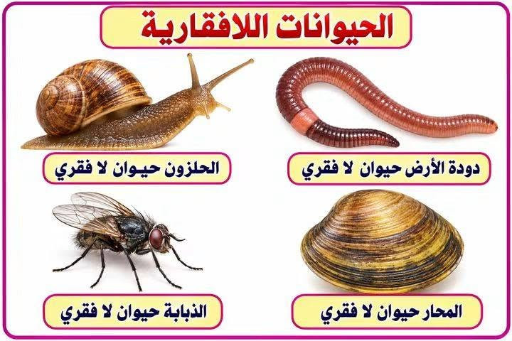 وسائل تعلم • مقاس A3 • منهج كامل