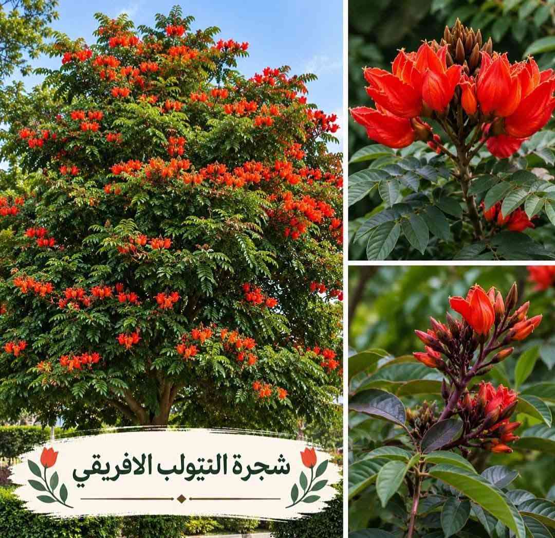 أشجار زينة • أنواع متعددة • توصيل لجميع المحافظات