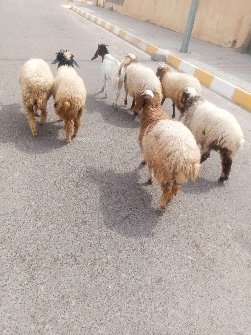 طليان • مال ربط