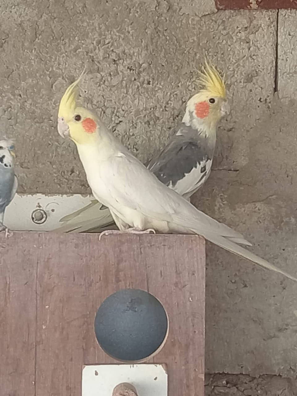 متاح زوج كوكتيل وطيره غندور وتساب ***********
