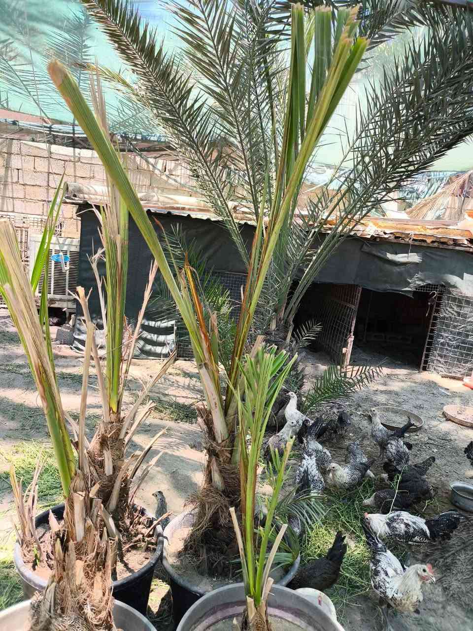 بريم مجذر مكاوي مجذر اشرسي مجذر العمر سنه للاستفسار التواصل مع الرقم *********** المكان محافظه ديالى
