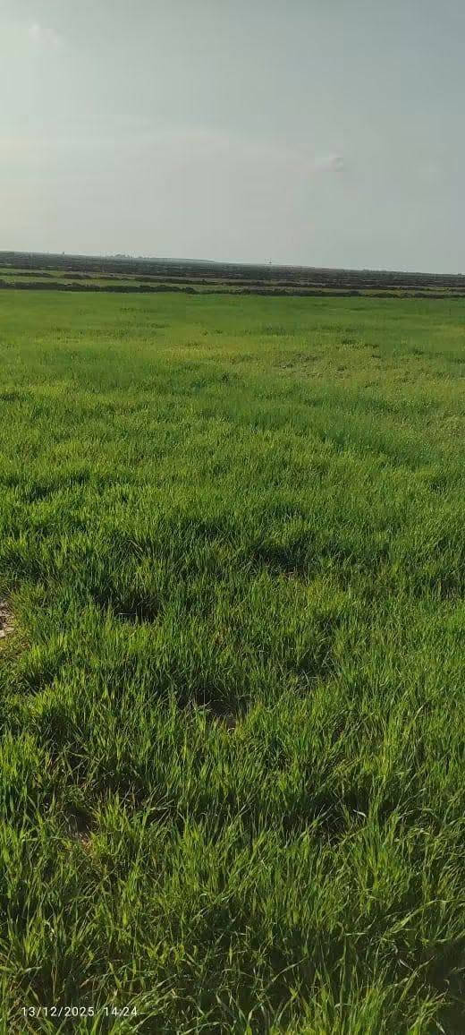 ارض زراعية • ١٠٠ دونم • النجف