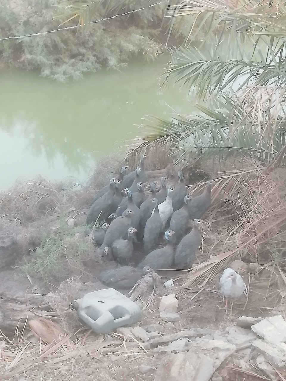 قبجات