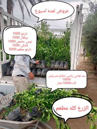 مشتل الجمعيه • الدجيل • حمضيات مطعمة
