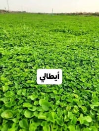 ثيل طبيعي • ديالى • توصيل ٢٤ساعه