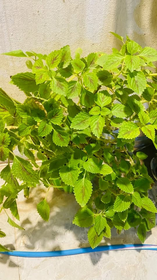 رازقي عطري وزهري الاثنين ب10الف
الوفيرا السندانه الواحده ب5الف والصغار ب٣الف عددهم 6

سجاد كبير10الف 

اغاف ب3الف 

عنب ب5الف

كلهن ب40الف عدد 11سندانه 

***********
