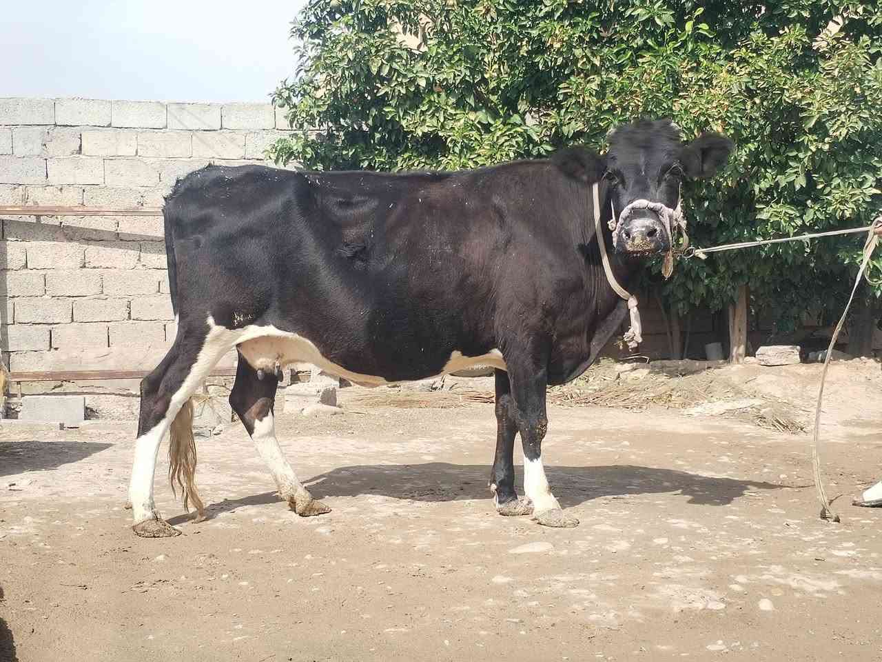 بقرة • حليب • ناحية الزاب