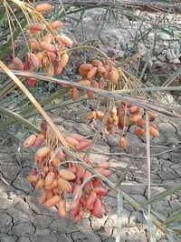 فسيله ديري • درجه اولى • ٥ قطع