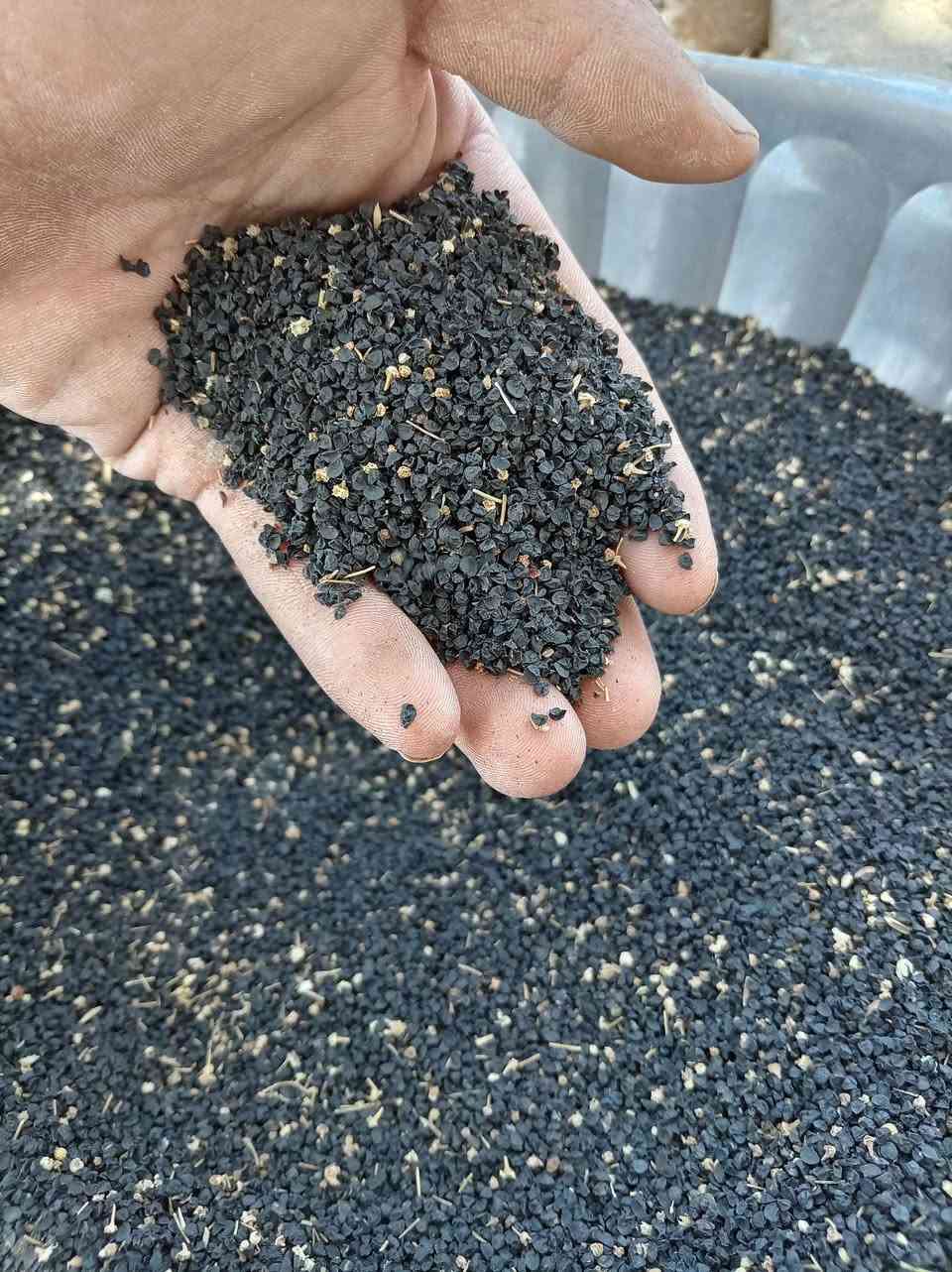 بزر سواد درجة والالى
مكان بابل الكفل
***********
