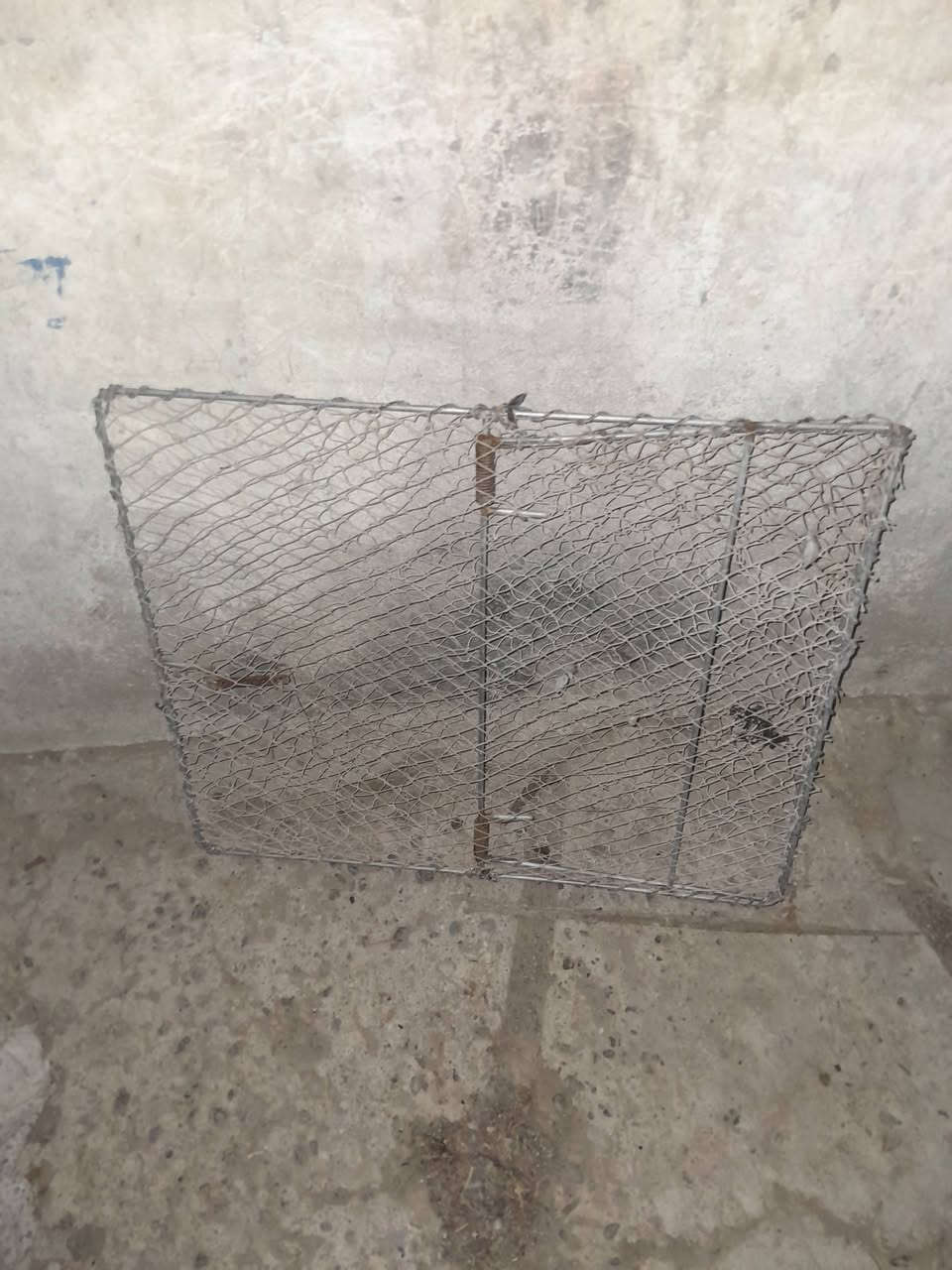 مصيادات مال حمام للبيع مكاني بالنجف توصيل ماعندي رقمي بي واتساب ***********
