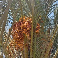 خستاوي • زاهدي • شكري