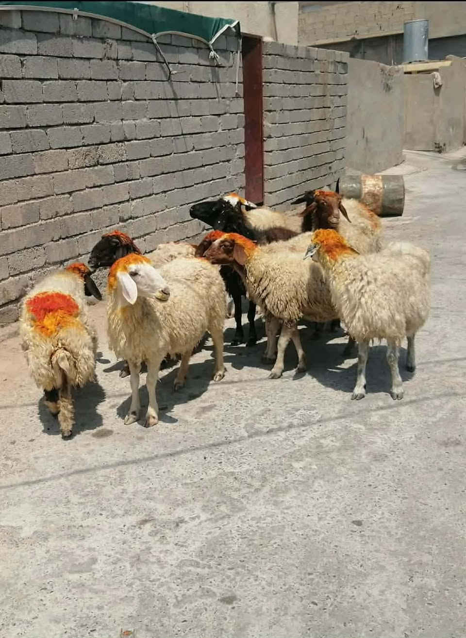 غنم وراجين درج اوله مال مجنوي المكان بيجي الشراي يتصل عل رقم 📱 ***********
