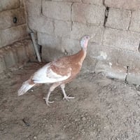 نثيه • صحة فول • تكريت