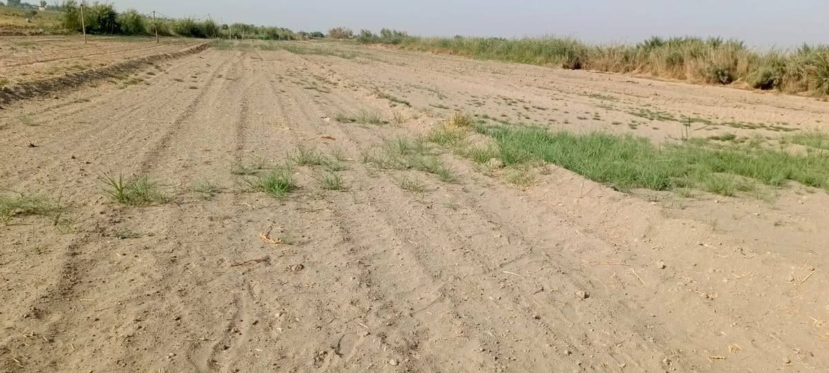البونايل • شط الديوانية • ٦ دونم