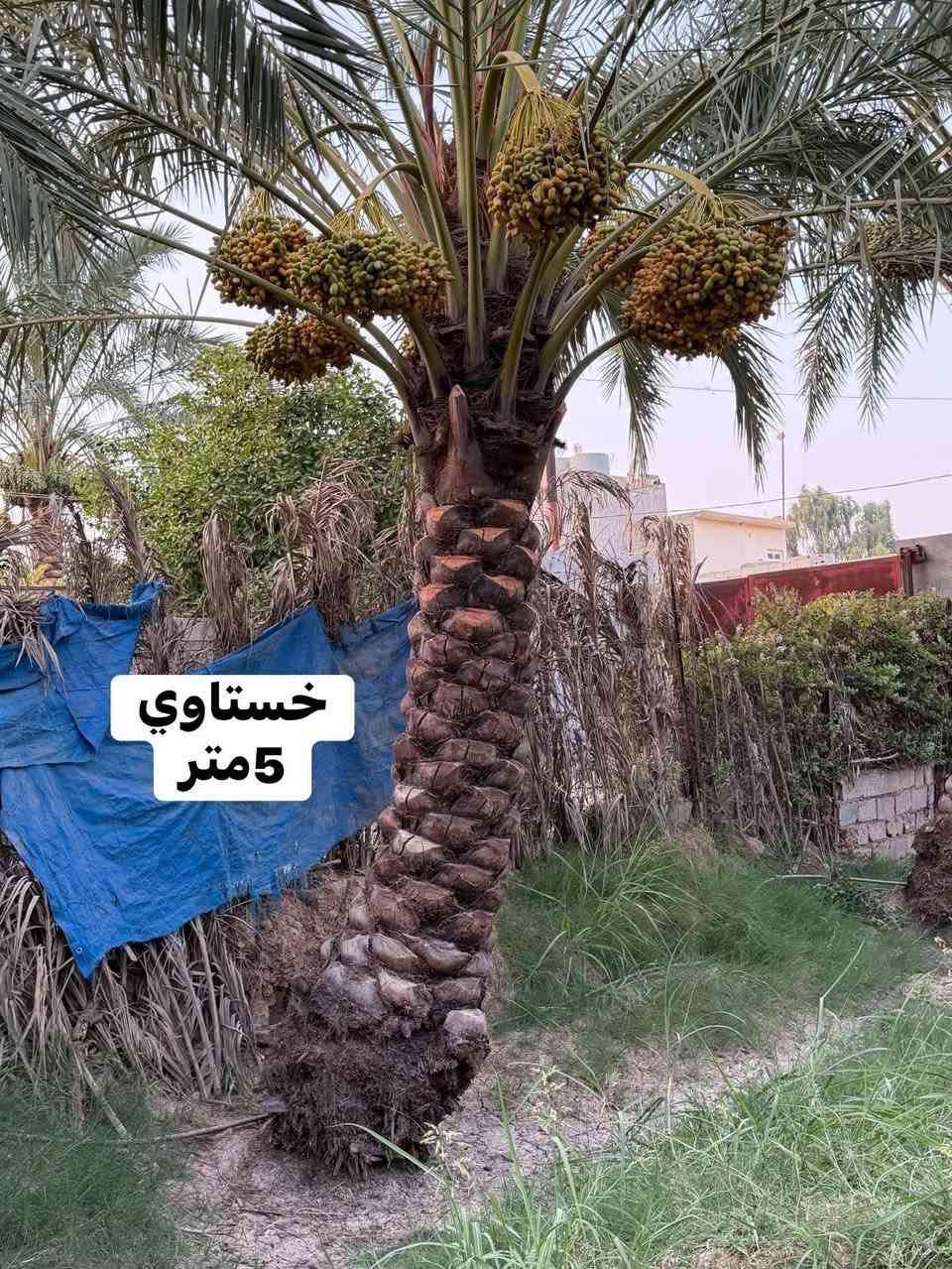 للبيع
اتصال ***********
فقط اتصال متوفر
